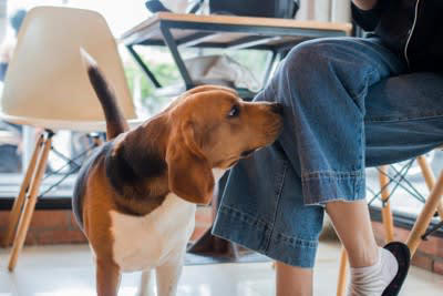 犬が『嫌いな人』にみせるサイン５選, 1.目を逸らさずに後ずさりする, 2.顔を覗き込むと目を逸らす, 3.体勢を低くして耳を伏せる, 4.呼びかけに反応しない, 5.ストレスサインを見せる, 犬に避けられてしまう主な原因は？好かれるポイントも解説, 犬に好かれるためのポイントは？