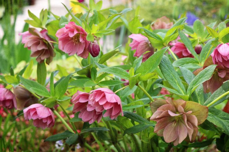 ColorPop Pickables™ Dianthus, 'Real Glory' Leucanthemum, 'Color Guard' Yucca, 'Pumpkin Spice' Heucherella, Smooth Aster, Goldenrod, Winter Aconite, Autumn Sage, Hellebore, Little Bluestem Grass, Hardy Chrysanthemum, Toad Lily, Japanese Anemone, Eastern Camas