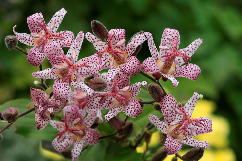 Tara® Oakleaf Hydrangea, 'Soft Caress' Mahonia, 'Buttered Rum' Heucherella, 'Florida Sunshine' Illicium, Japanese Sedge, Variegated Solomon’s Seal, Japanese Plum Yew, Woodland Phlox, Hellebore, Barrenwort, Cast Iron Plant, Virginia Sweetspire, Toad Lily