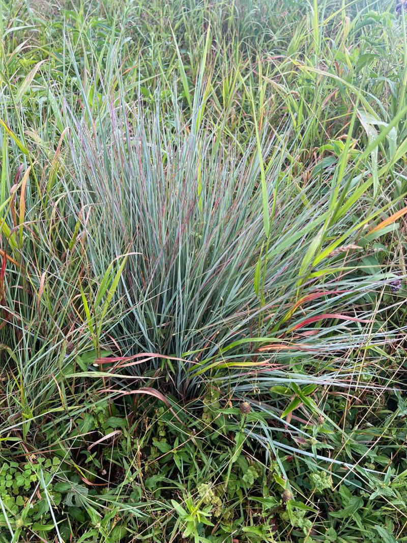 ColorPop Pickables™ Dianthus, 'Real Glory' Leucanthemum, 'Color Guard' Yucca, 'Pumpkin Spice' Heucherella, Smooth Aster, Goldenrod, Winter Aconite, Autumn Sage, Hellebore, Little Bluestem Grass, Hardy Chrysanthemum, Toad Lily, Japanese Anemone, Eastern Camas