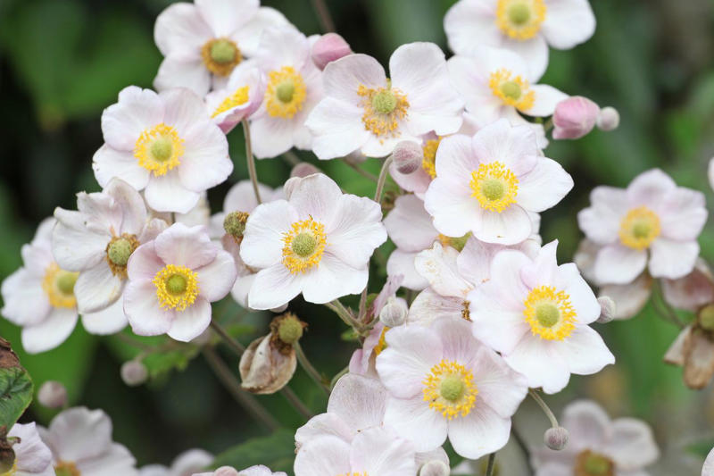 ColorPop Pickables™ Dianthus, 'Real Glory' Leucanthemum, 'Color Guard' Yucca, 'Pumpkin Spice' Heucherella, Smooth Aster, Goldenrod, Winter Aconite, Autumn Sage, Hellebore, Little Bluestem Grass, Hardy Chrysanthemum, Toad Lily, Japanese Anemone, Eastern Camas