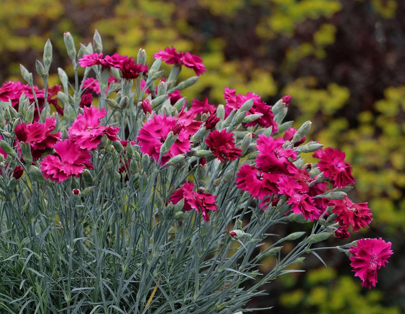 ColorPop Pickables™ Dianthus, 'Real Glory' Leucanthemum, 'Color Guard' Yucca, 'Pumpkin Spice' Heucherella, Smooth Aster, Goldenrod, Winter Aconite, Autumn Sage, Hellebore, Little Bluestem Grass, Hardy Chrysanthemum, Toad Lily, Japanese Anemone, Eastern Camas