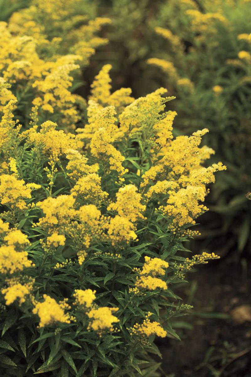 ColorPop Pickables™ Dianthus, 'Real Glory' Leucanthemum, 'Color Guard' Yucca, 'Pumpkin Spice' Heucherella, Smooth Aster, Goldenrod, Winter Aconite, Autumn Sage, Hellebore, Little Bluestem Grass, Hardy Chrysanthemum, Toad Lily, Japanese Anemone, Eastern Camas