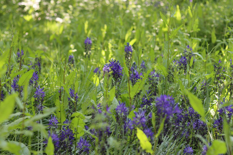 ColorPop Pickables™ Dianthus, 'Real Glory' Leucanthemum, 'Color Guard' Yucca, 'Pumpkin Spice' Heucherella, Smooth Aster, Goldenrod, Winter Aconite, Autumn Sage, Hellebore, Little Bluestem Grass, Hardy Chrysanthemum, Toad Lily, Japanese Anemone, Eastern Camas