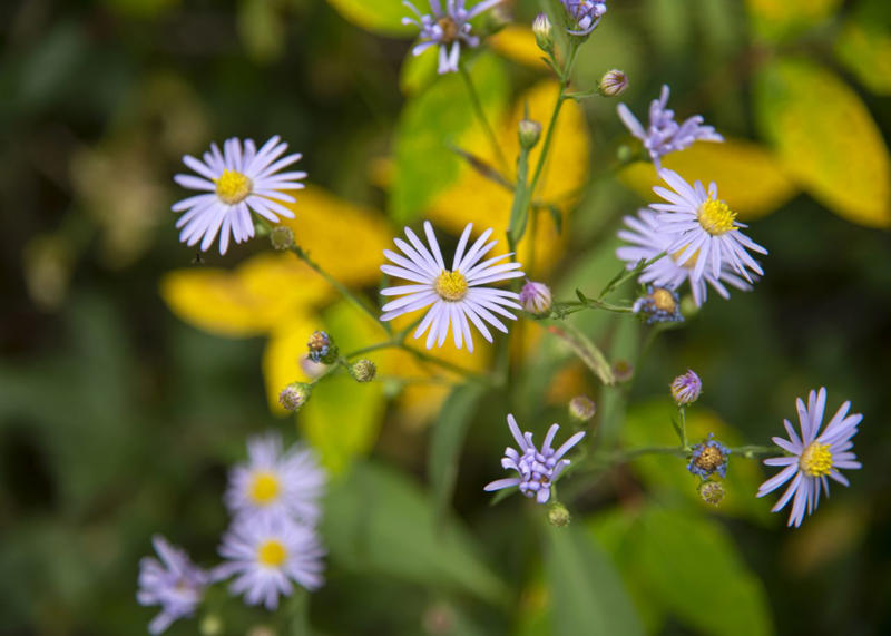 ColorPop Pickables™ Dianthus, 'Real Glory' Leucanthemum, 'Color Guard' Yucca, 'Pumpkin Spice' Heucherella, Smooth Aster, Goldenrod, Winter Aconite, Autumn Sage, Hellebore, Little Bluestem Grass, Hardy Chrysanthemum, Toad Lily, Japanese Anemone, Eastern Camas