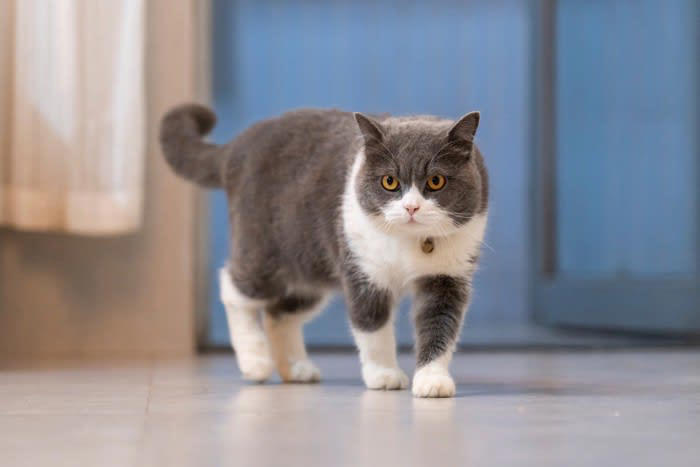 猫に「おいで」を覚えてもらう方法, 食事や遊びの前の合図にする方法, クリッカーを使う方法, 猫に「おいで」を教えるメリット, 困った行動を止められる