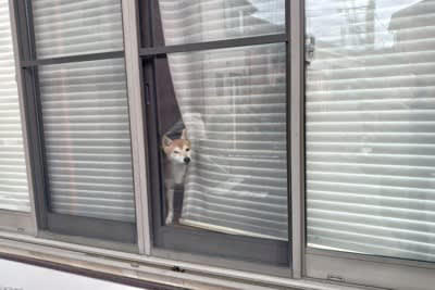 犬が飼い主の帰りを待っているときの心理, 1.早く不安から解放されたい, 2.早く戻ってきてほしい, 3.ゆっくりできるぞ, 愛犬の気持ちへの寄り添い方, 冷静な態度で接すること, 見守りカメラを設置する, お留守番の時間はできる限り短くする努力をする