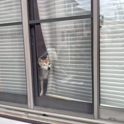 犬が飼い主の帰りを待っているときの心理, 1.早く不安から解放されたい, 2.早く戻ってきてほしい, 3.ゆっくりできるぞ, 愛犬の気持ちへの寄り添い方, 冷静な態度で接すること, 見守りカメラを設置する, お留守番の時間はできる限り短くする努力をする