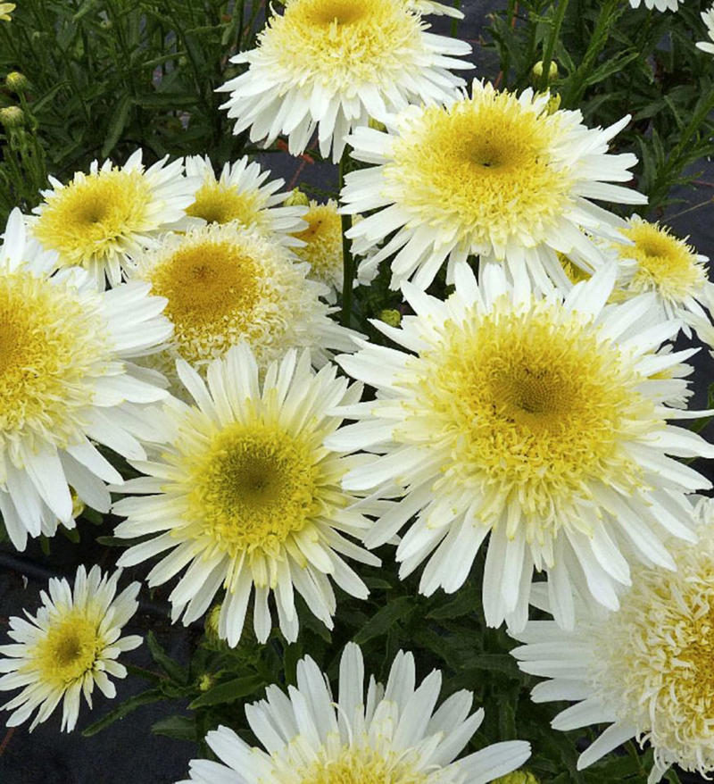 ColorPop Pickables™ Dianthus, 'Real Glory' Leucanthemum, 'Color Guard' Yucca, 'Pumpkin Spice' Heucherella, Smooth Aster, Goldenrod, Winter Aconite, Autumn Sage, Hellebore, Little Bluestem Grass, Hardy Chrysanthemum, Toad Lily, Japanese Anemone, Eastern Camas