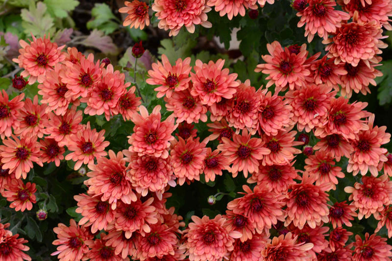 ColorPop Pickables™ Dianthus, 'Real Glory' Leucanthemum, 'Color Guard' Yucca, 'Pumpkin Spice' Heucherella, Smooth Aster, Goldenrod, Winter Aconite, Autumn Sage, Hellebore, Little Bluestem Grass, Hardy Chrysanthemum, Toad Lily, Japanese Anemone, Eastern Camas