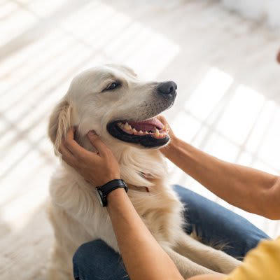 犬から『好かれやすい人』が普段からやっている行動５選, 1.犬が自ら近づいてくるのを待つ, 2.落ち着いた態度や声音で接する, 3.視界に入る位置から触れる, 4.犬のサインを察して適切に対応する, 5.ご褒美や褒め言葉を適切に使う, 犬に好かれるために注意すべき点