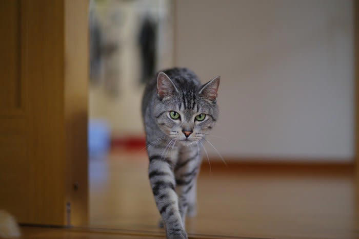猫に「おいで」を覚えてもらう方法, 食事や遊びの前の合図にする方法, クリッカーを使う方法, 猫に「おいで」を教えるメリット, 困った行動を止められる