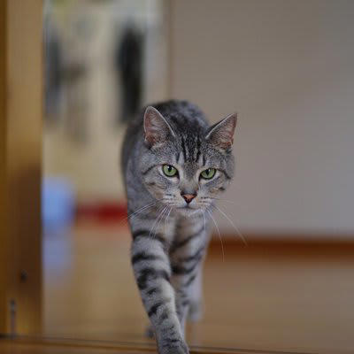 猫に「おいで」を覚えてもらう方法, 食事や遊びの前の合図にする方法, クリッカーを使う方法, 猫に「おいで」を教えるメリット, 困った行動を止められる