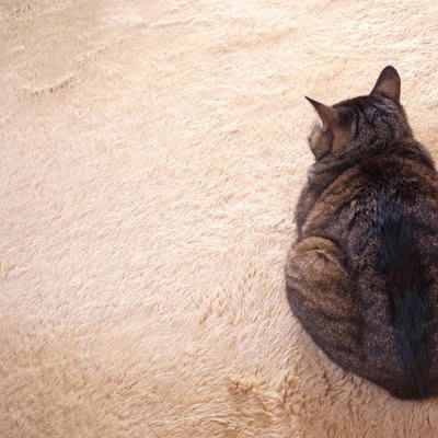 猫が『嫉妬』しているときにみせる4つのサイン, 1.じっと見つめてくる, 2.間に入ってアピールしてくる, 3.攻撃的になる, 4.スリスリをする, 嫉妬して不機嫌に！仲直りするにはどうしたらいい？