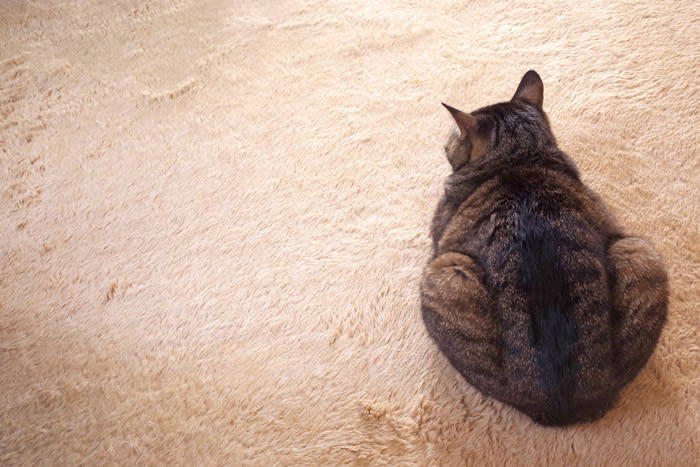 猫が『嫉妬』しているときにみせる4つのサイン, 1.じっと見つめてくる, 2.間に入ってアピールしてくる, 3.攻撃的になる, 4.スリスリをする, 嫉妬して不機嫌に！仲直りするにはどうしたらいい？