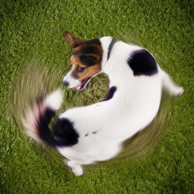 犬が寝床で『くるくる回る』心理４選, 1.周囲の安全を確認している, 2.寝心地よく寝床を整えている, 3.自分の匂いをつけている, 4.ストレスによる常同行動, 犬がくるくる回るときに考えられる病気の可能性, 病院に連れて行くべき症状とは