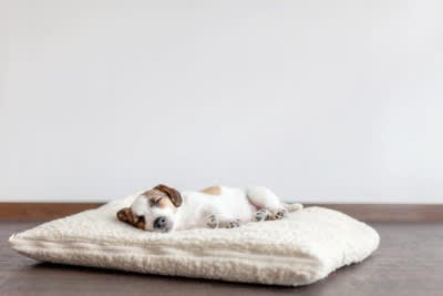 犬が寝床で『くるくる回る』心理４選, 1.周囲の安全を確認している, 2.寝心地よく寝床を整えている, 3.自分の匂いをつけている, 4.ストレスによる常同行動, 犬がくるくる回るときに考えられる病気の可能性, 病院に連れて行くべき症状とは