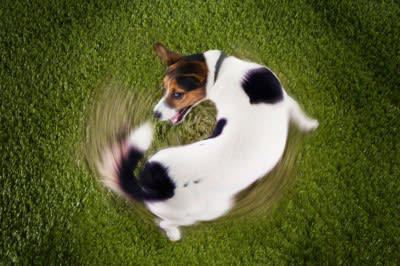 犬が寝床で『くるくる回る』心理４選, 1.周囲の安全を確認している, 2.寝心地よく寝床を整えている, 3.自分の匂いをつけている, 4.ストレスによる常同行動, 犬がくるくる回るときに考えられる病気の可能性, 病院に連れて行くべき症状とは