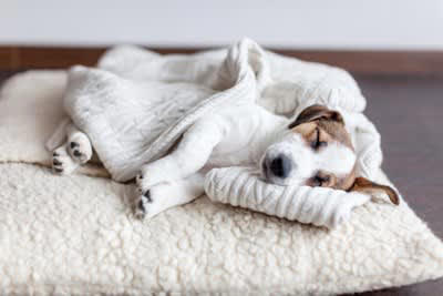 犬が寝床で『くるくる回る』心理４選, 1.周囲の安全を確認している, 2.寝心地よく寝床を整えている, 3.自分の匂いをつけている, 4.ストレスによる常同行動, 犬がくるくる回るときに考えられる病気の可能性, 病院に連れて行くべき症状とは