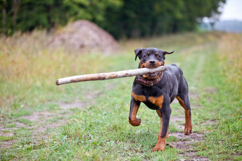 3) Boxer, 5) Belgian Laekenois, 7) Rottweiler, 8) Estrela Mountain Dog, 10) Staffordshire Bull Terrier