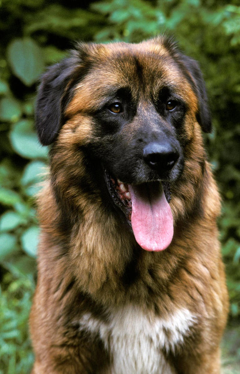 3) Boxer, 5) Belgian Laekenois, 7) Rottweiler, 8) Estrela Mountain Dog, 10) Staffordshire Bull Terrier