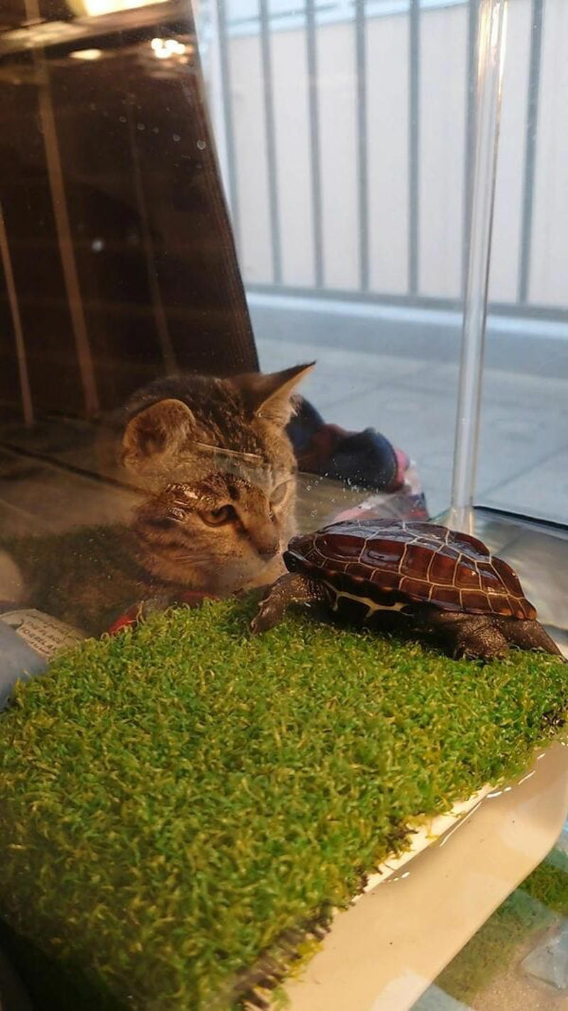スケボーに乗る亀, 「草亀」あるいは「臭亀」, 正式に家族の一員に, パートナー猫「小雪」ちゃんとの出会い