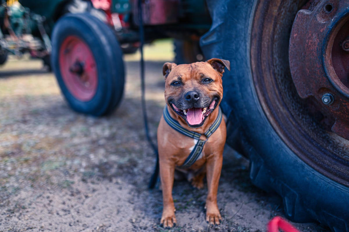 3) Boxer, 5) Belgian Laekenois, 7) Rottweiler, 8) Estrela Mountain Dog, 10) Staffordshire Bull Terrier