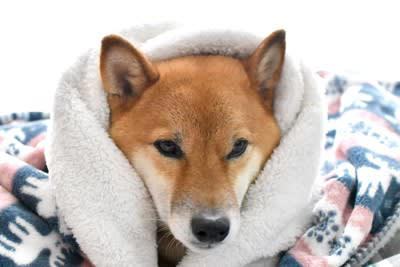 犬が『人間の布団』に入りたがる心理５選, 1.飼い主と一緒にいたいから, 2.飼い主にくっついて安眠したいから, 3.布団がふかふかで寝心地良いから, 4.寒いから暖を取りたい, 5.体を囲まれることで安心できるから, 犬と飼い主が寝床を共にする際の注意点