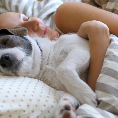 犬が『人間の布団』に入りたがる心理５選, 1.飼い主と一緒にいたいから, 2.飼い主にくっついて安眠したいから, 3.布団がふかふかで寝心地良いから, 4.寒いから暖を取りたい, 5.体を囲まれることで安心できるから, 犬と飼い主が寝床を共にする際の注意点