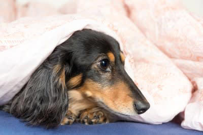 犬が『人間の布団』に入りたがる心理５選, 1.飼い主と一緒にいたいから, 2.飼い主にくっついて安眠したいから, 3.布団がふかふかで寝心地良いから, 4.寒いから暖を取りたい, 5.体を囲まれることで安心できるから, 犬と飼い主が寝床を共にする際の注意点