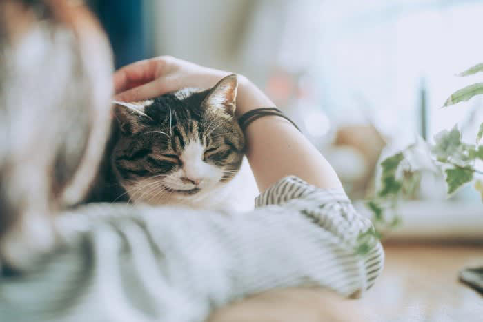 1.猫に「安心感」を与える, 2.優しい声とゆっくり動作を意識する, 3.猫の「サイン」を見逃さない, 4.日常の中で「心地よい習慣」をつくる