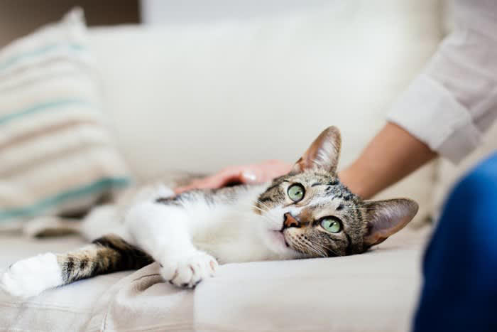 1.猫に「安心感」を与える, 2.優しい声とゆっくり動作を意識する, 3.猫の「サイン」を見逃さない, 4.日常の中で「心地よい習慣」をつくる
