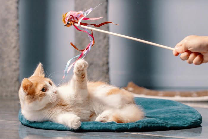 1.猫に「安心感」を与える, 2.優しい声とゆっくり動作を意識する, 3.猫の「サイン」を見逃さない, 4.日常の中で「心地よい習慣」をつくる