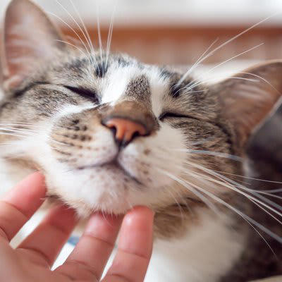 1.猫に「安心感」を与える, 2.優しい声とゆっくり動作を意識する, 3.猫の「サイン」を見逃さない, 4.日常の中で「心地よい習慣」をつくる