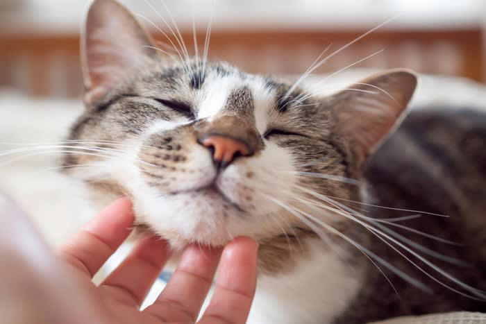 1.猫に「安心感」を与える, 2.優しい声とゆっくり動作を意識する, 3.猫の「サイン」を見逃さない, 4.日常の中で「心地よい習慣」をつくる