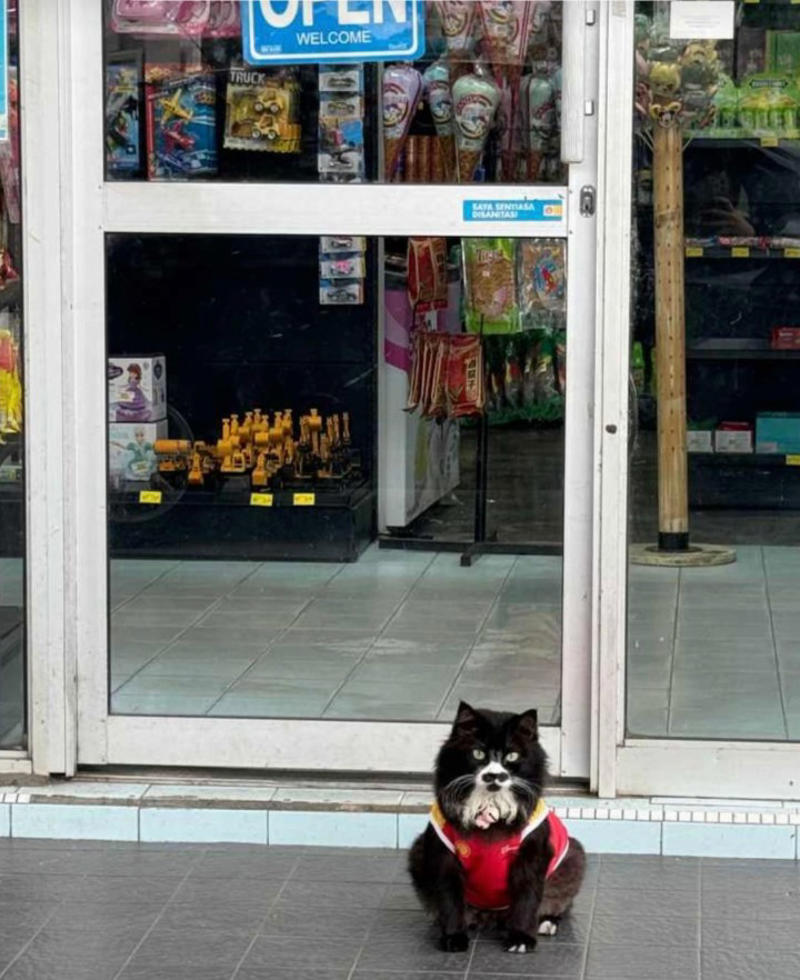 Shell Beseri appeals for “Misai” to be returned, Misai is ill and under treatment, CCTV shared to help identify the individual, Public support from Malaysians and cat lovers, Misai returned thanks to viral plea, Understanding FIP in cats