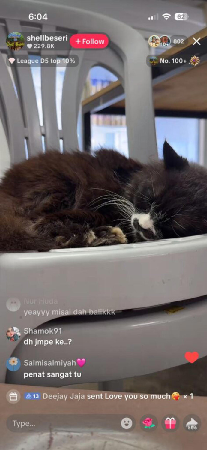 Shell Beseri appeals for “Misai” to be returned, Misai is ill and under treatment, CCTV shared to help identify the individual, Public support from Malaysians and cat lovers, Misai returned thanks to viral plea, Understanding FIP in cats