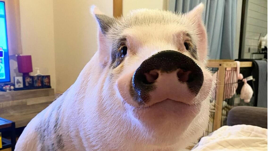 思った以上にブタらしくなる「マイクロブタ」, 犬猫アレルギーの救世主・マイクロブタ, ｢前例がないから｣…なかなか難しい物件探し, ブタは「家畜」扱い。保健所への届け出が必要, 飼育を始めるまでに一式20万円程度