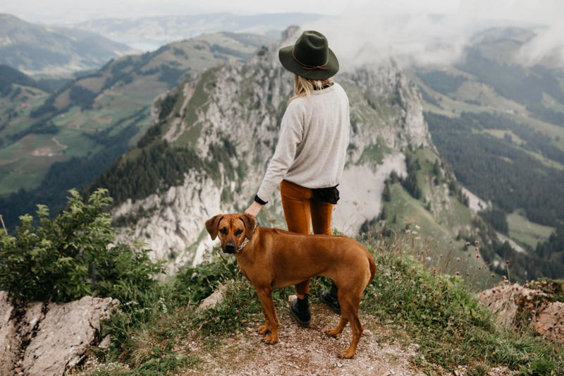8) Rhodesian Ridgeback 1) Labrador Retriever, 3) Weimaraner, 4) Australian Shepherd, 5) Vizsla, 6) Poodle, 7) Bernese Mountain Dog, 8) Rhodesian Ridgeback