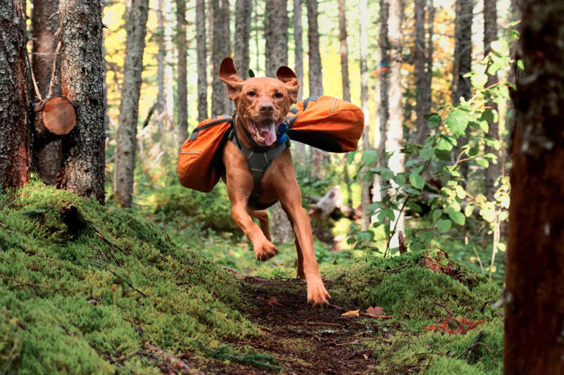 5) Vizsla 1) Labrador Retriever, 3) Weimaraner, 4) Australian Shepherd, 5) Vizsla, 6) Poodle, 7) Bernese Mountain Dog, 8) Rhodesian Ridgeback