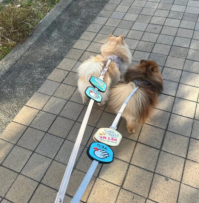 「犬をなでたい人」にアピール, 確実に”釣られる”自信しかない, 幸せそう！「なでてほしい犬」と「犬好きさん」, 犬への加害を匂わす投稿も…, 「なでてほしい犬」を見たら…まずは必ず飼い主さんに声をかけて