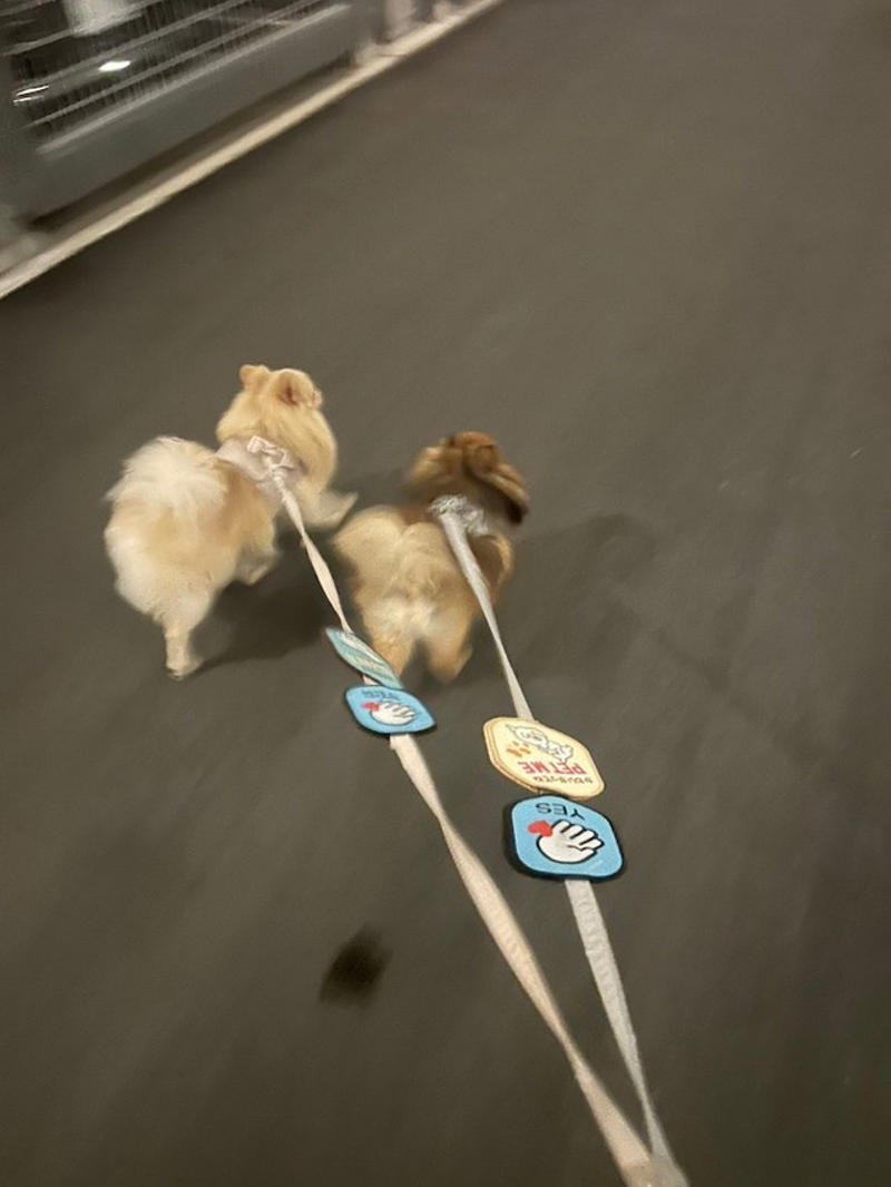 「犬をなでたい人」にアピール, 確実に”釣られる”自信しかない, 幸せそう！「なでてほしい犬」と「犬好きさん」, 犬への加害を匂わす投稿も…, 「なでてほしい犬」を見たら…まずは必ず飼い主さんに声をかけて