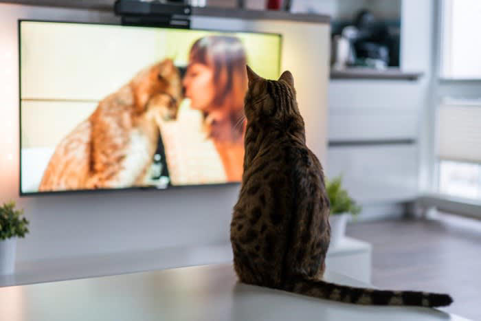 1.『音』が気になる, 2.中にいる『動物』が気になる, 3.『動き』が気になる, 4.画面に映る『自分の姿』が気になる