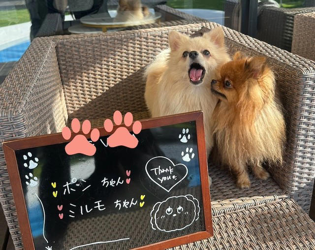 「犬をなでたい人」にアピール, 確実に”釣られる”自信しかない, 幸せそう！「なでてほしい犬」と「犬好きさん」, 犬への加害を匂わす投稿も…, 「なでてほしい犬」を見たら…まずは必ず飼い主さんに声をかけて