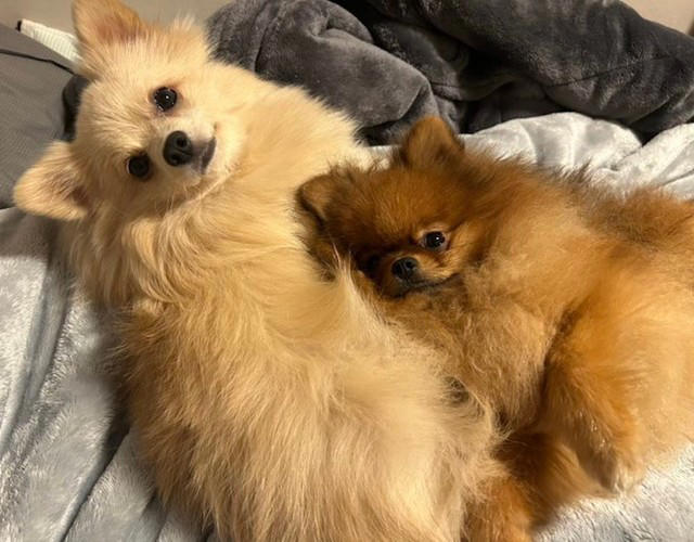 「犬をなでたい人」にアピール, 確実に”釣られる”自信しかない, 幸せそう！「なでてほしい犬」と「犬好きさん」, 犬への加害を匂わす投稿も…, 「なでてほしい犬」を見たら…まずは必ず飼い主さんに声をかけて