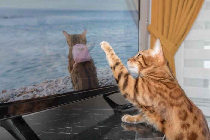 1.『音』が気になる, 2.中にいる『動物』が気になる, 3.『動き』が気になる, 4.画面に映る『自分の姿』が気になる