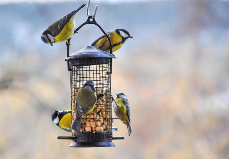 Soaking Up the Sun, Feathery Insulation, Fueling Up, “Mini-Hibernation” and Shivering , Strength in Numbers