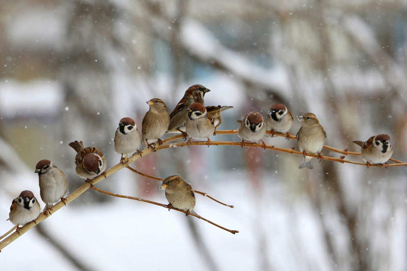 Soaking Up the Sun, Feathery Insulation, Fueling Up, “Mini-Hibernation” and Shivering , Strength in Numbers