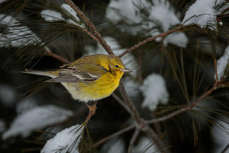 Soaking Up the Sun, Feathery Insulation, Fueling Up, “Mini-Hibernation” and Shivering , Strength in Numbers