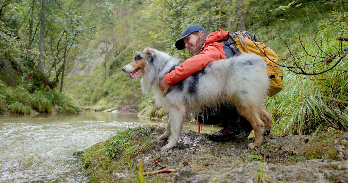 4) Australian Shepherd 1) Labrador Retriever, 3) Weimaraner, 4) Australian Shepherd, 5) Vizsla, 6) Poodle, 7) Bernese Mountain Dog, 8) Rhodesian Ridgeback